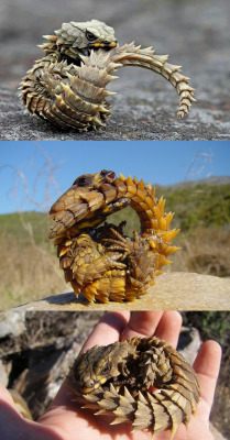 godotal:  Armadillo Girdled Lizard 