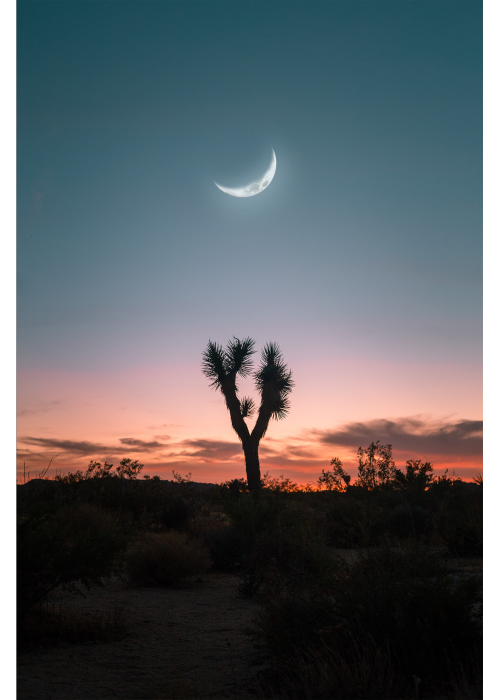 desert moonjoshua tree, ca 2019www.4thandspring.com