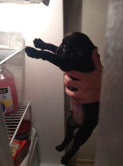 jaennaration:  I miss this crazy pug.  