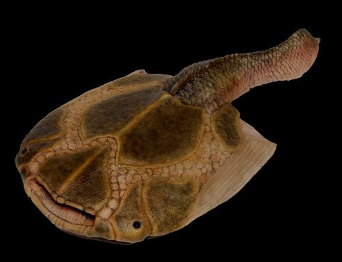 kakaphoe:mairzydotes:mote-of-ash:aardwolfpack:Drepanaspis, an ostracoderm from the Devonian Period (