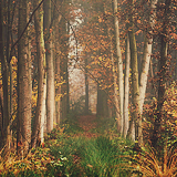    I just want my life to be like these pictures → enchanted forest   