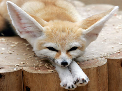 bugggylovesyou:  Got to get me a Fennec fox some day mang.