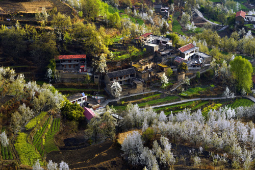 jinchuan, located in the west of sichuan province, china. colorful trees in autumn and pear blossoms