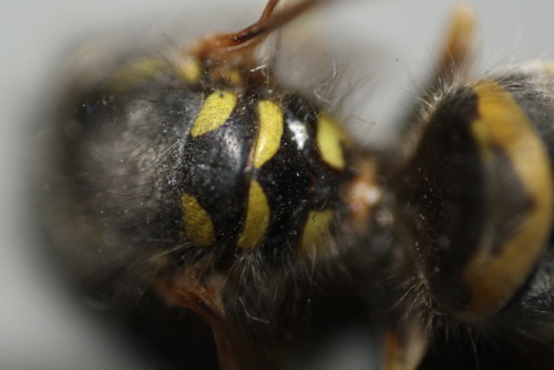 wasp reverse macro