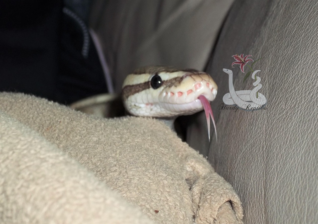i-m-snek: Rhea. You are ridiculously cute. Like omg