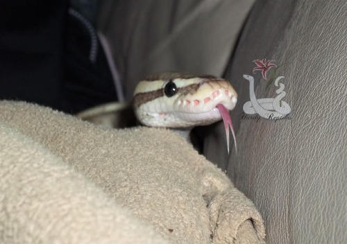 Sex i-m-snek: Rhea. You are ridiculously cute. pictures