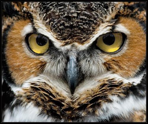 Did You Know There are about 205 species of owls. These are divided into two basic groups; barn owls