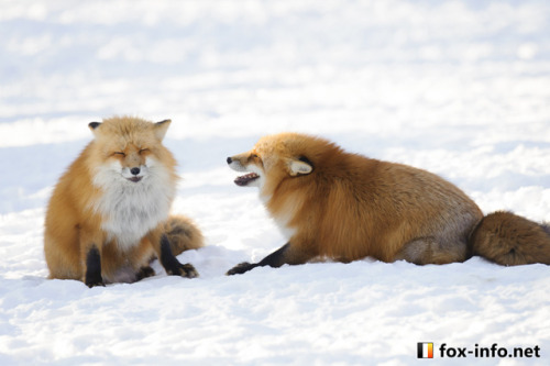 everythingfox:Telling a bad joke