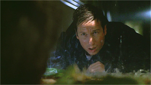 metatheatre:Mulder shares a moment of prolonged eye contact with a wet cat named Reggie.