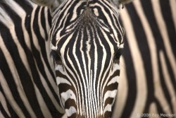 funkysafari:  Plains zebra by Bas Meelker
