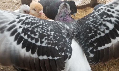 chickenkeeping:so fun fact. you know how Rock Doves (Columba livia) are the ancestors of  domesticat