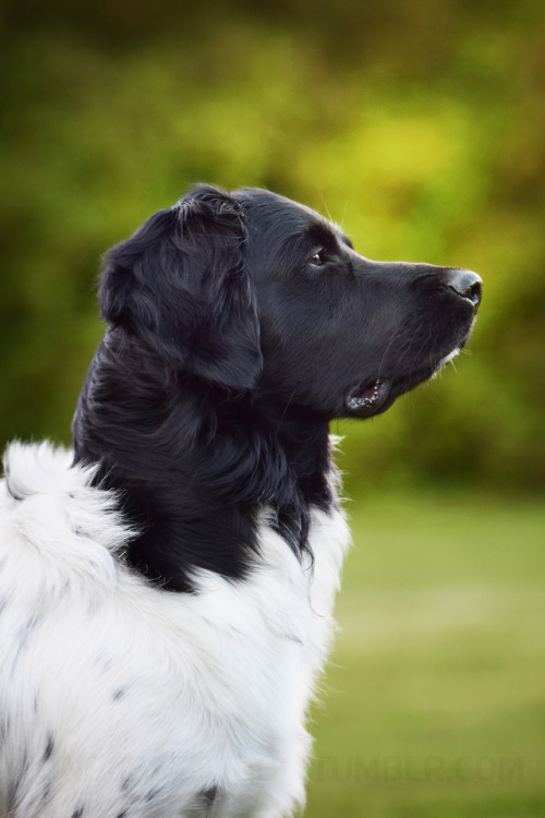 frisian pointing dog