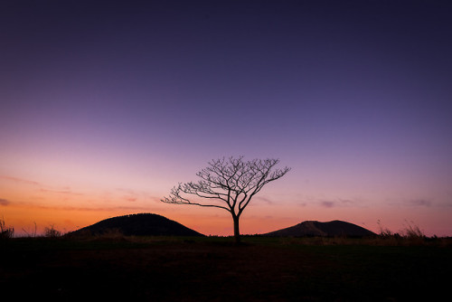 Lonely Tree of Isidore Farm at sunset, Hallim, Jeju 