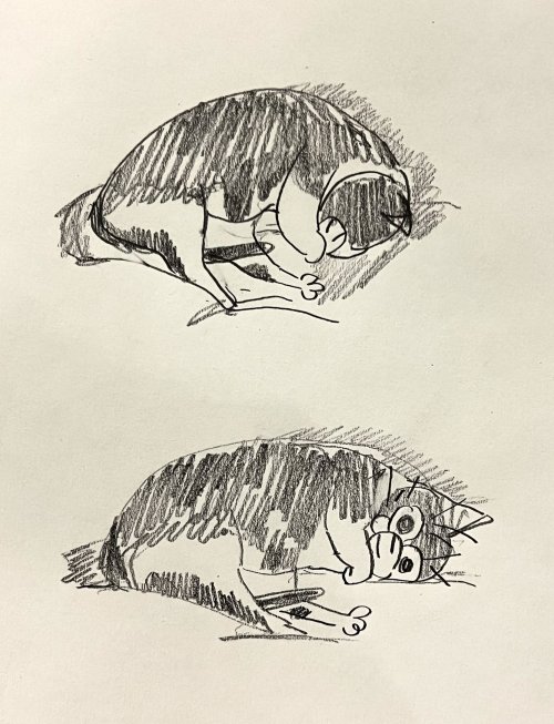 connordraws:drawings of my cat(s) (1)