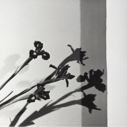 zzzze:  Robert Mapplethorpe - Irises, N.Y.C.