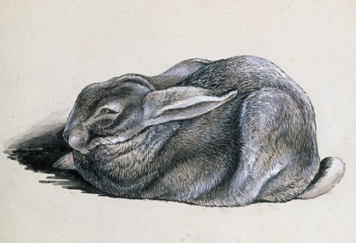 Beatrix Potter, ‘Study of Peter Rabbit’, © Frederick Warne & Co., 2006. From the Victoria and Al