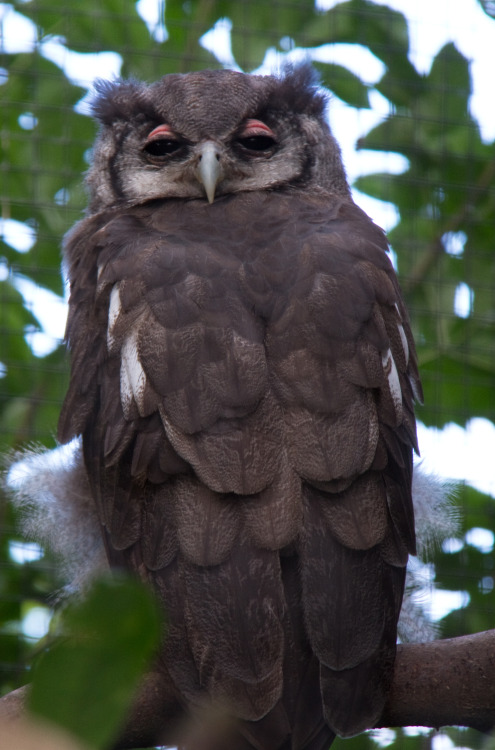 birds-of-prey-daily:Milky Eagle Owl