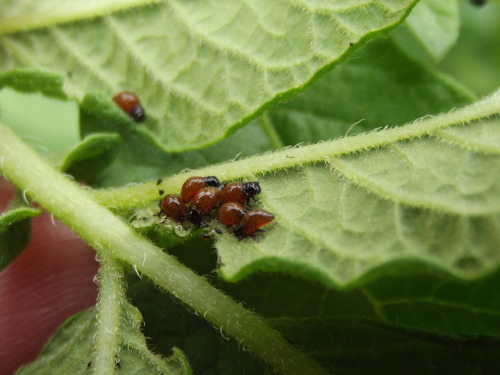 insectlove:celebrateasimplelife: Potato beetle larva?