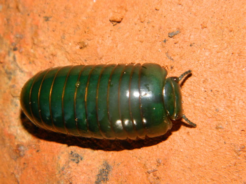 bogleech:deadmothh:  onenicebugperday:onenicebugperday:Giant green pill millipede, Zoosphaerium neptunus, SphaerotheriidaFound only in Madagascar, this species is the largest pill millipede in the world, sometimes reaching almost 4 inches in length.Photos