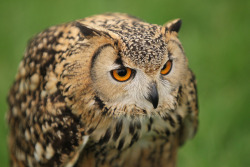 daily-owls:  Pharoah Eagle Owl IMG_6396 by