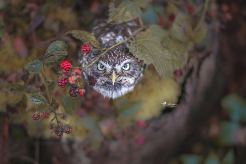 mymodernmet:  Sweet Little Pet Owl Uses Mushroom as Umbrella During Sudden Rainstorm