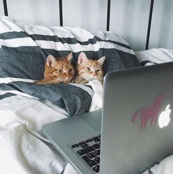 organicandhappy:  lord–swoledemort:  catsbeaversandducks:  “Let’s be cute together!”