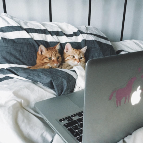 XXX catsbeaversandducks:  “Let’s be cute photo