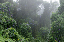 botanical-inspiration:  Presumably giant pumpkin (Cucurbita maxima), and Ipomoea indica overgrown area in Las Casas de la Cumbre; Anaga Mountains, Tenerife by Chironius 