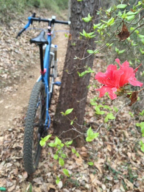 xizang325: ２０１６・４・２　　ｴﾝﾍﾟﾗやはり今年は何かおかしい。暖冬のわりに桜の開花が遅い気がするしそんな状態なのに既にヤマツツジも咲き始めているし・・・自分にとってヤマツツジの開花は低