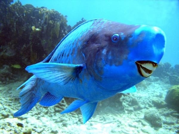 • Phylum: Chordata
• Class: Actinopterygii
The Blue Parrotfish is found in the shallow waters of the western Atlantic ocean and Caribbean sea. They are the only species of parrotfish that are this uniformly blue and only exhibit one yellow spot on...