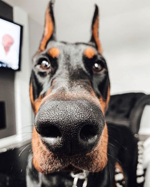 + boop + • • • • • | #boopmynose #doberman #dobermanpinscher #dobermansofinstagram #blackandtan #yeg