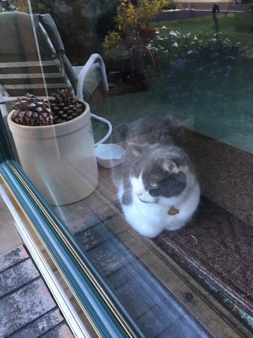 Two Cat Loaf Pictures From Today!
