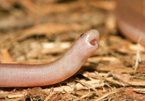 bakersnail100:habby worm boy is yell at sky