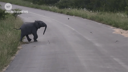 nowthisnews:The animal news this week made us sad, then we found this new-born elephant