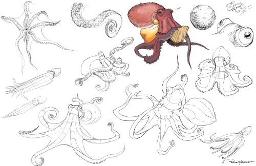 eatingpixels:Octopus Studies