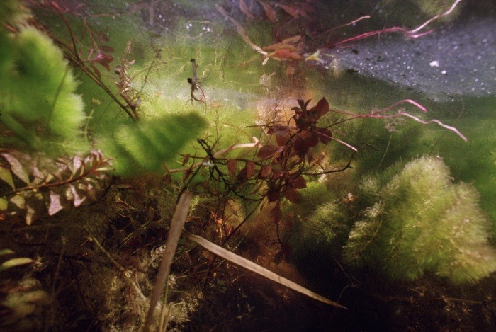 jedavu:  Mysterious Underwater Photos from Florida and Beyond by underwater photographer