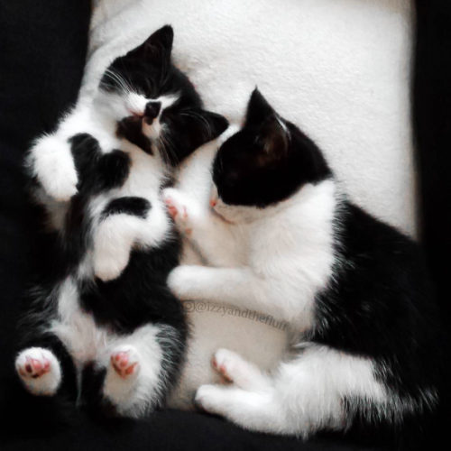 annethecatdetective: catsbeaversandducks: Izzy &amp; Zoë  “We are sisters!&rdquo