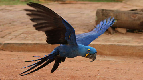 seraphica:The Hyacinth Macaw, Anodorhynchus hyacinthinus, is the largest of the macaws and the large