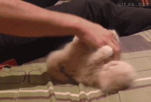 it kicks like a sleep twitch