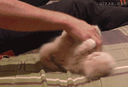 catgifslparty:Kitty gifs all over the place