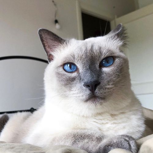 This is my Monday face&hellip; can you see the happiness in my eyes?  . . . . . . ✨ . #siamese #