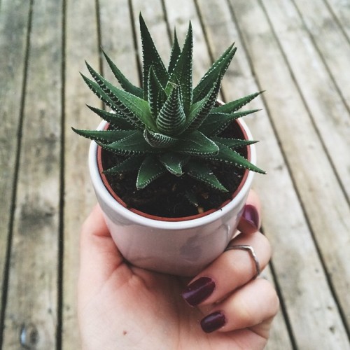 breathealittlelivealittle: Im such a suck for succulents