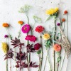 fleur-aesthetic:instagram | clayfieldfarms 