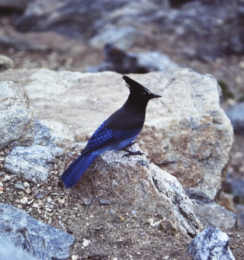 Steller’s Jay (Cyanocitta stelleri)© Alan Coates