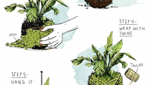 Kokedama …. how to