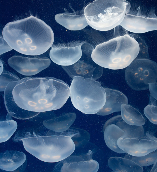 mooonjellies:  David Hartung