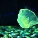 mardyxbvm-deactivated20201119:Enjoy some Jellies and pals :) 