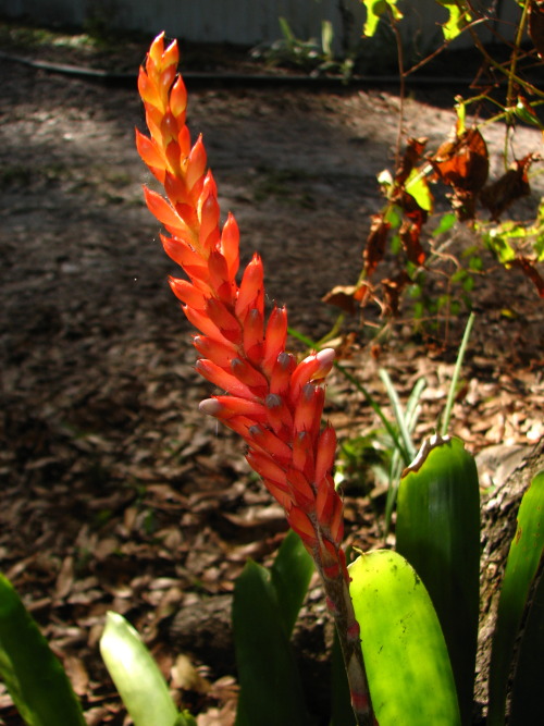 Scientific Name - Aechmea apocalyptica hybrid
Common Name - Orange Matchstick Bromeliad
Place of Origin - Brazil
Status - Not known
Edit: I’ve been told that this is an A. apocalyptica hybrid, because of the muddy flower color. The real Aechmea...