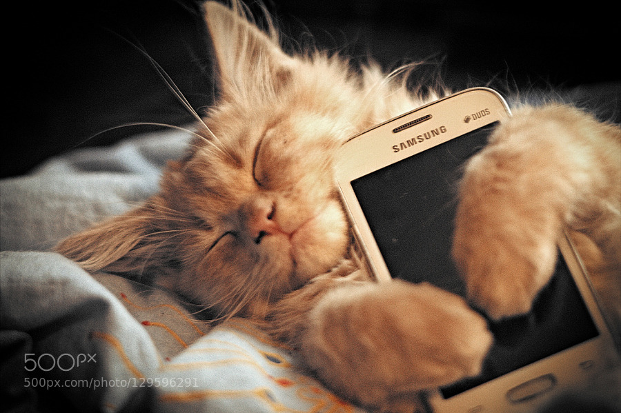 zenontheseas:  cats by alexejpushkin2012