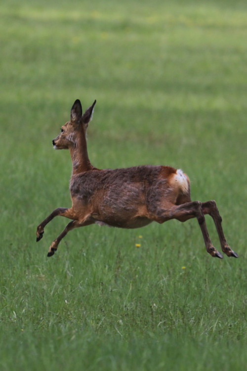 Roe deer, one of them very pregnant. A sudden movement from a bird scared them, but they soon realis